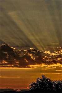 我妈被恶狗咬伤住院，未婚夫却在陪狗主人海边嬉戏小说畅读