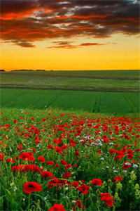 爱恨决绝，黄泉永别陆景年温苒番外